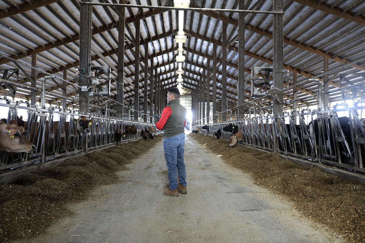 A man in jeans, a long-sleeved shirt and a vest stands in a barn between rows of cows and is turned to the side.